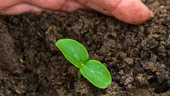 植穴施肥