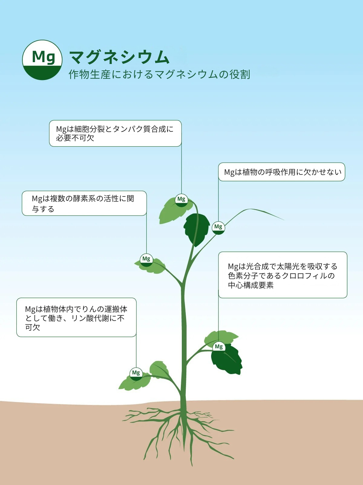 作物生産におけるマグネシウムの役割