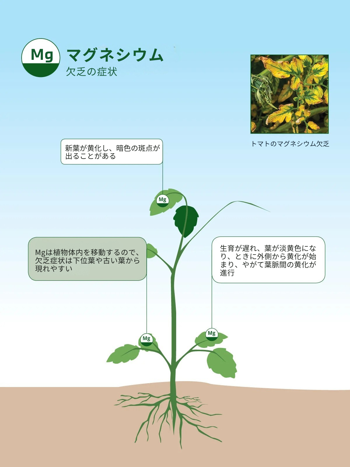 マグネシウム欠乏の症状