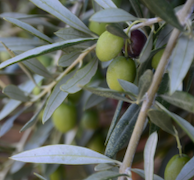 Zeytin
