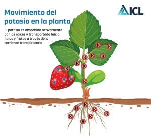 Movimiento de potasio en la planta