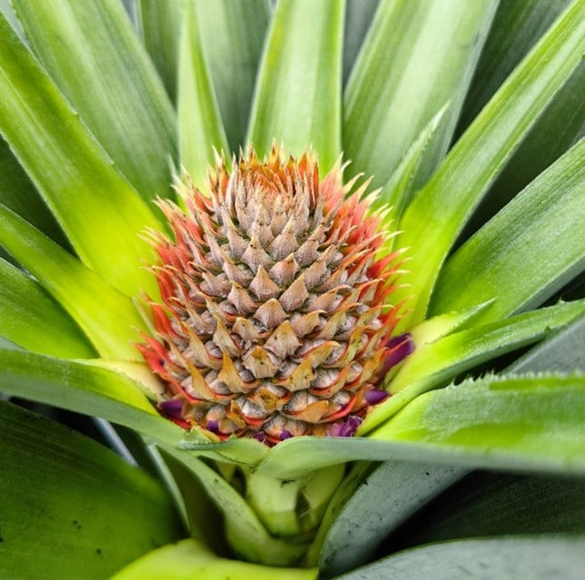 Nutrición del Cultivo de Piña | ICL MX