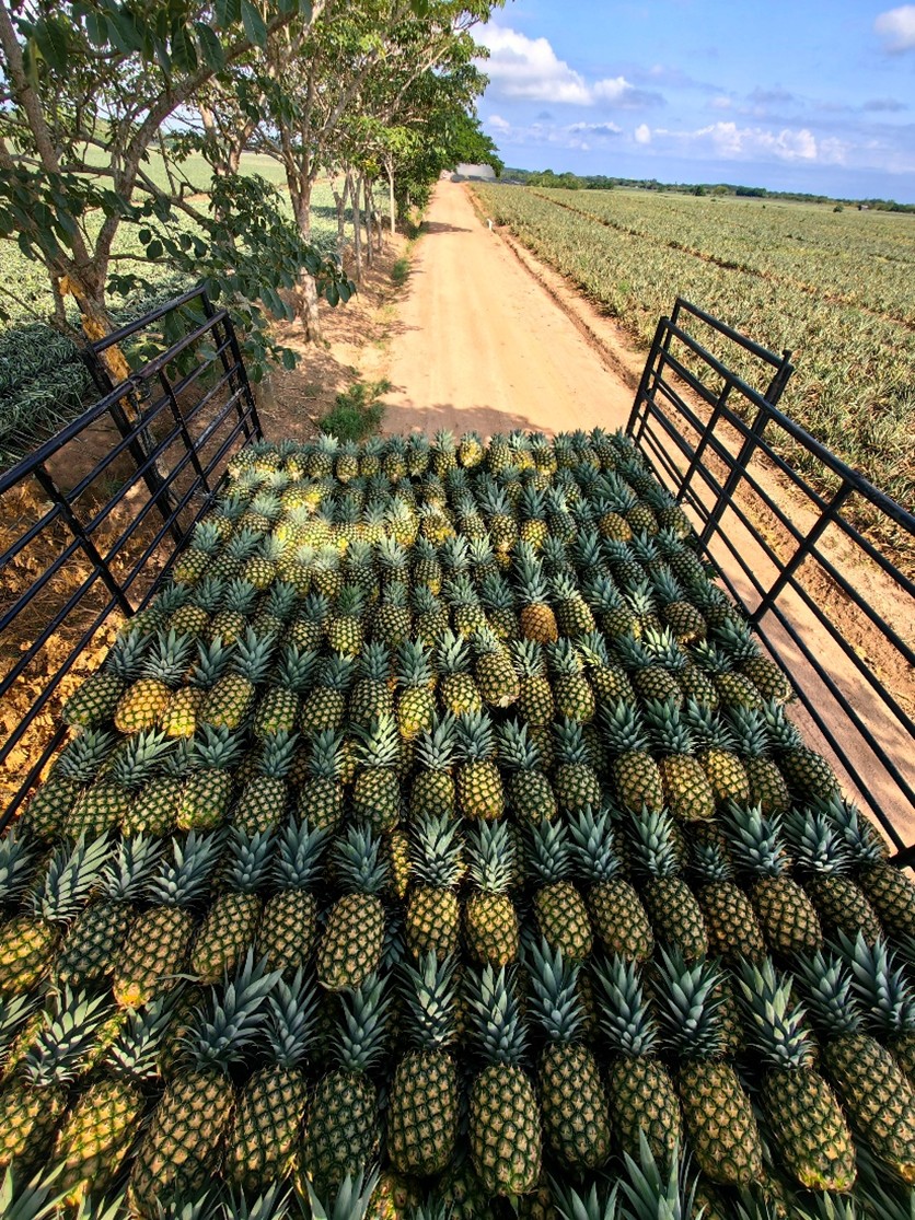 Nutrición del Cultivo de Piña | ICL MX