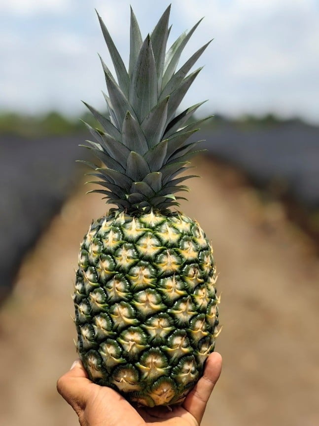 Nutrición del Cultivo de Piña | ICL MX