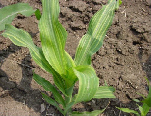 Deficiencia de zinc en maiz