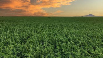 Magnesio en Alfalfa: Clave para un forraje de alta calidad