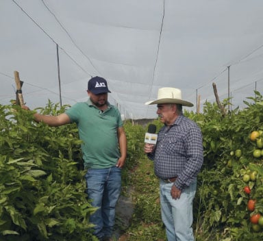 Productor de Zacatecas da testimonios del uso de las tecnologías ICL en su cultivo de Jitomate