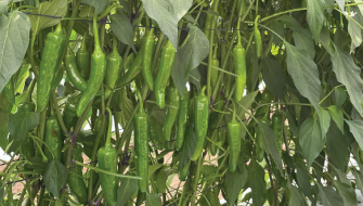 Nutrición eficiente para el cultivo de chiles verdes