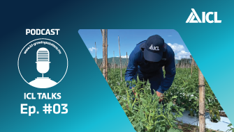 El secreto de un buen arranque en un cultivo