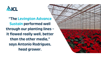 Peat-free 2L luxury Poinsettias with zero wastage | Bridge Farm