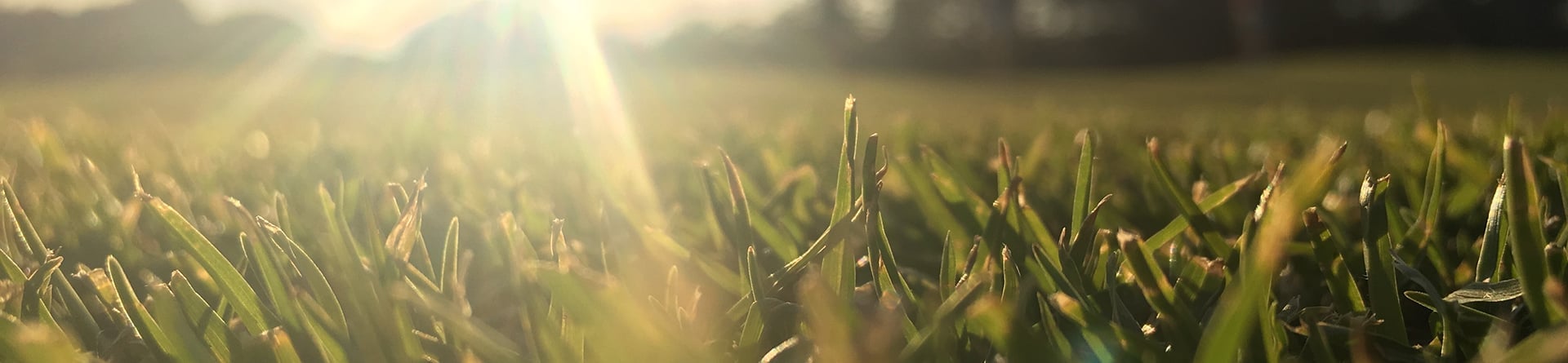 Do added soil microbes improve sports turf quality?