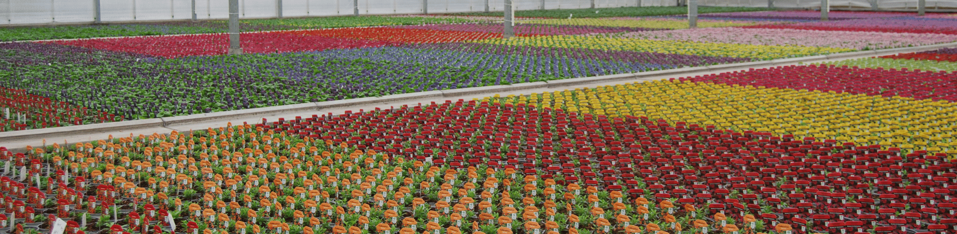 O’Connor Nurseries transition smoothly to 25% peat-reduced