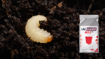 Lalguard M52 GR for Vine Weevil Control in Growing Media