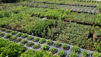 Peat-Free Growing Media Trials for 2026