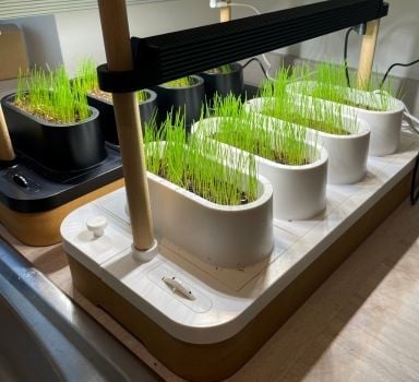MTU® and pidolic acid significantly increases rooting