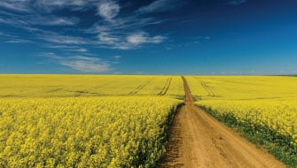 Post-Harvest Sulphur Management: Building Nutrient Reserves for 2026