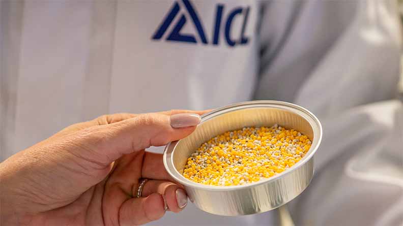A close-up of a person in an ICL lab coat holding a small metal dish filled with yellow and white coated fertilizer granules.