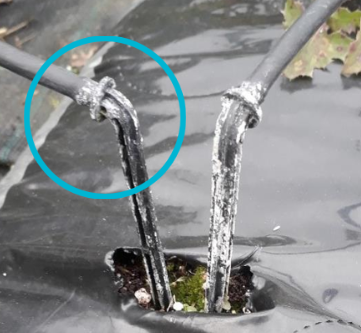 PeKacid irrigated system less build-up vs not PeKacid 