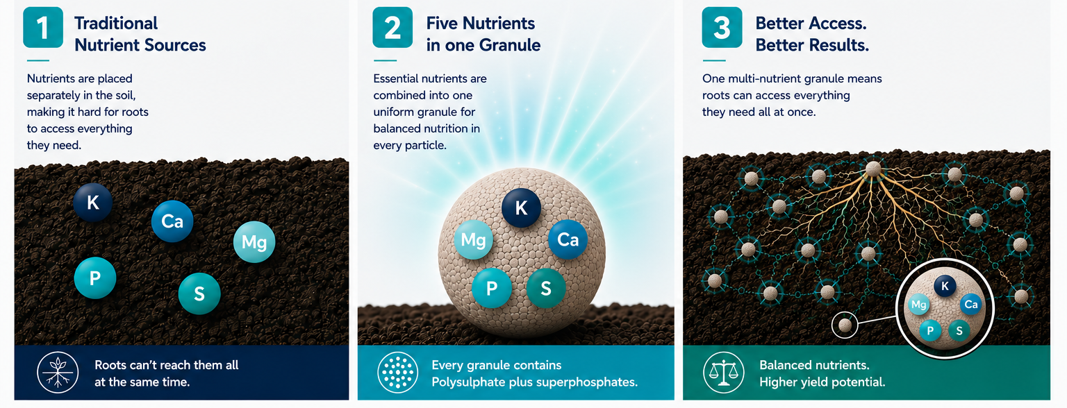 Illustration of plant roots accessing all 5 nutrients in ICL PKpluS granules at once