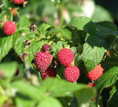 Wpływ Polysulphate i Agromaster na maliny odmiany “Polana”