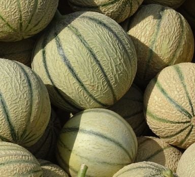 Wpływ preparatów BEOZ Ivory i BEOZ Goldstone na melon