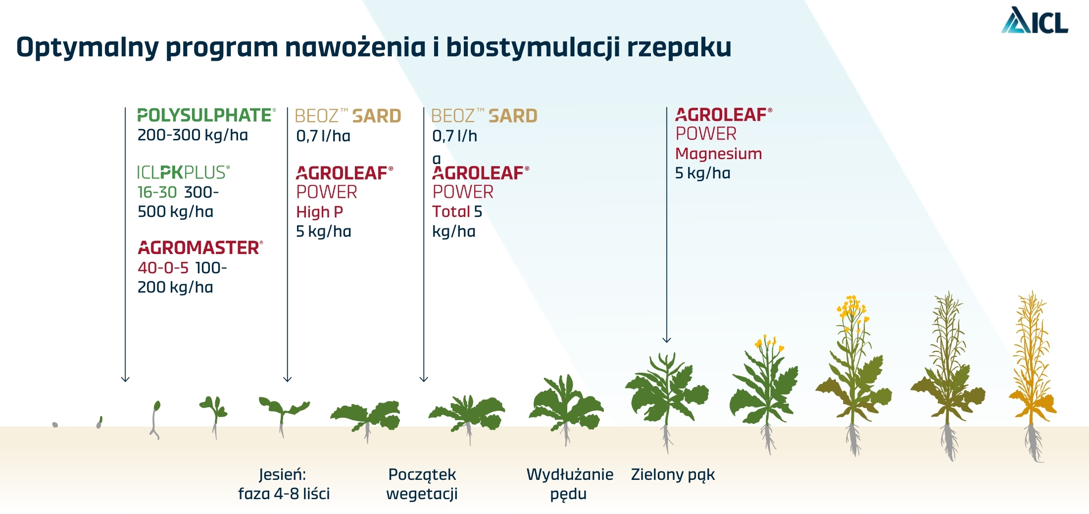 Nawożenie rzepaku azotem i innymi makroelementami – jakie produkty stosować i kiedy