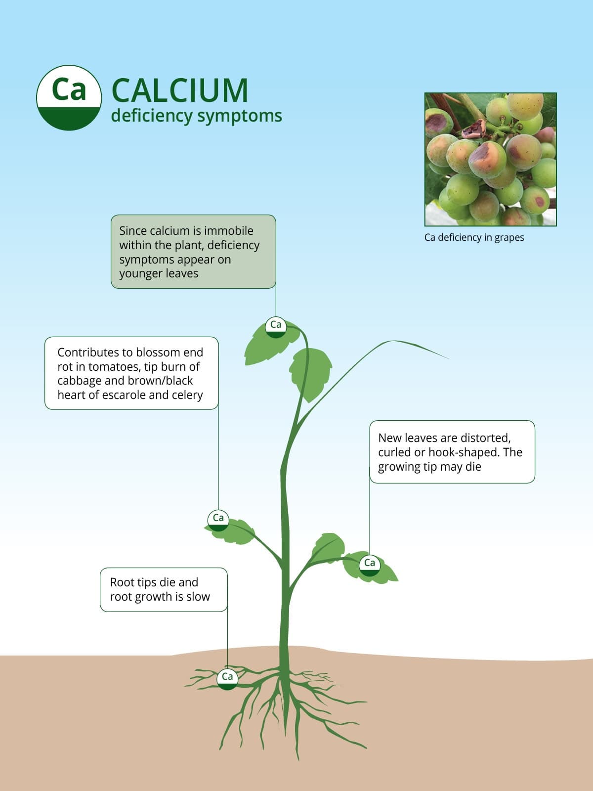 Calcium Based Fertilizers ICL India