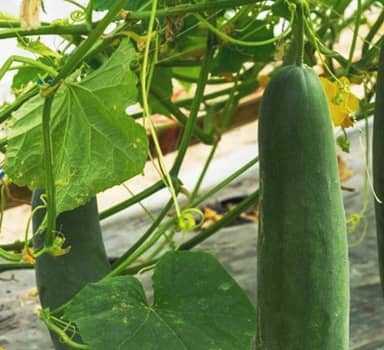 कर्नाटकमध्ये न्यूट्रीवाँटमुळे काकडी उत्पादनात वाढ