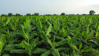 Effect of Number of Functional Leaves on Banana